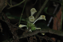 Gomphostemma javanicum