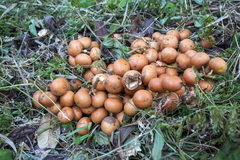 Baccaurea macrocarpa