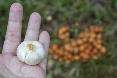 Baccaurea macrocarpa