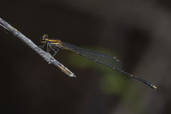 Elattoneura analis