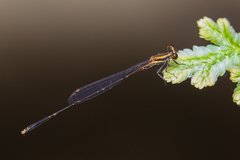 Elattoneura analis
