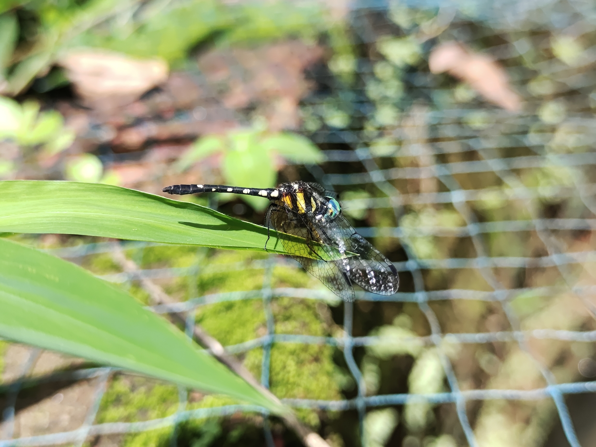 Pigmy Skimmer