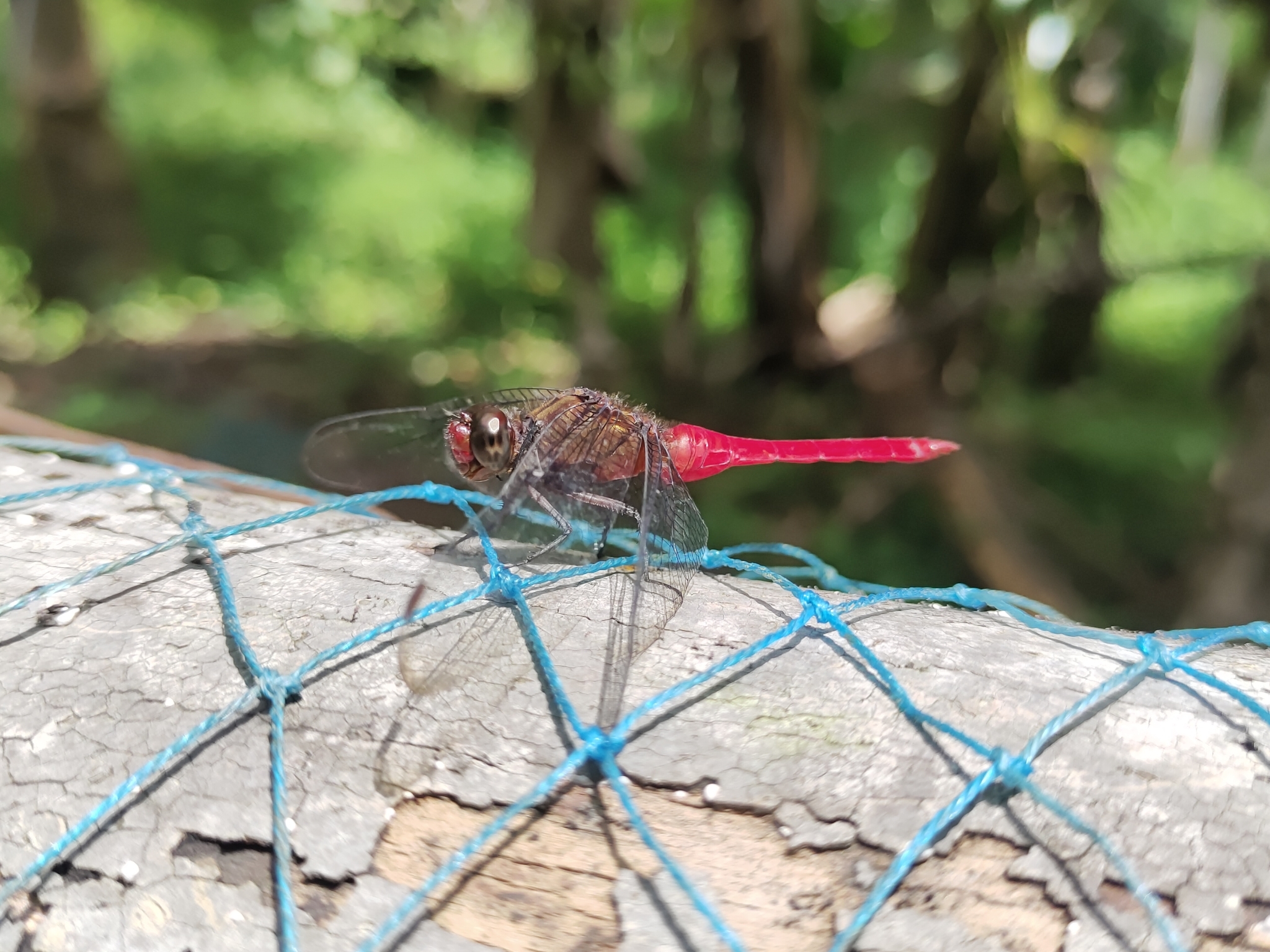 Spine-Tufted Skimmer