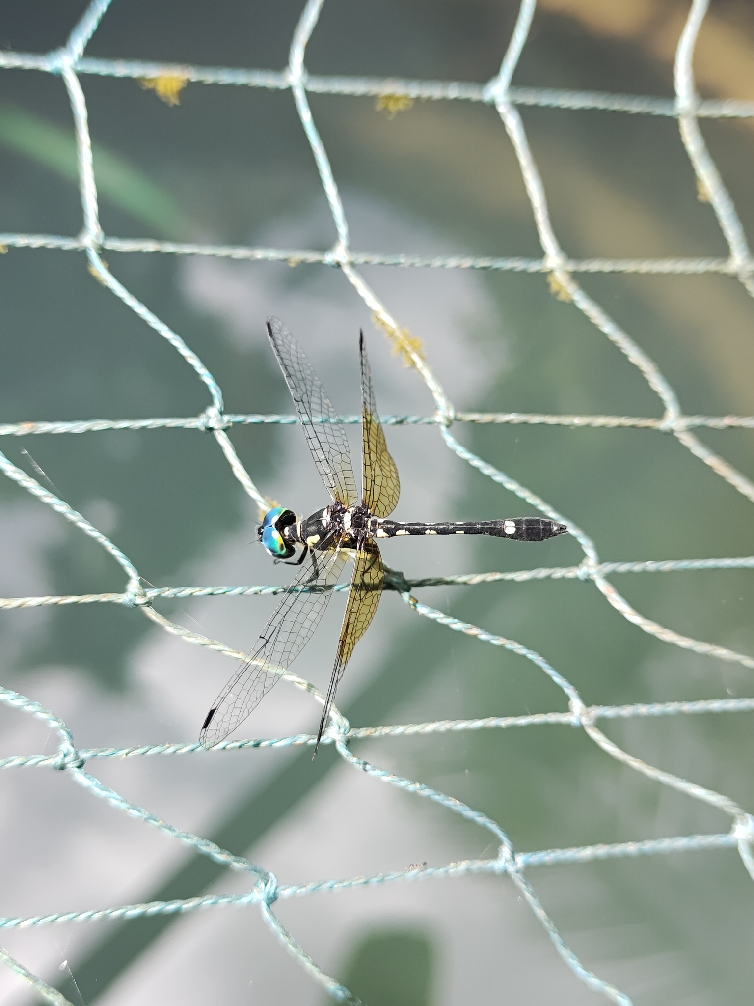 Pigmy Skimmer