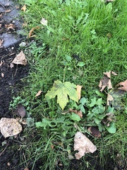 Acer pseudoplatanus