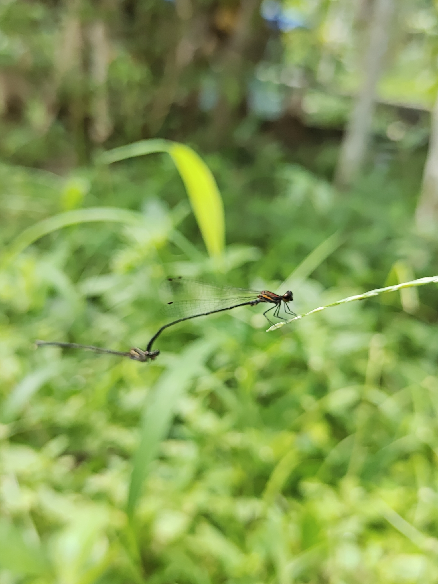 Orange-Striped Threadtail