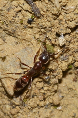 Austroponera castanea