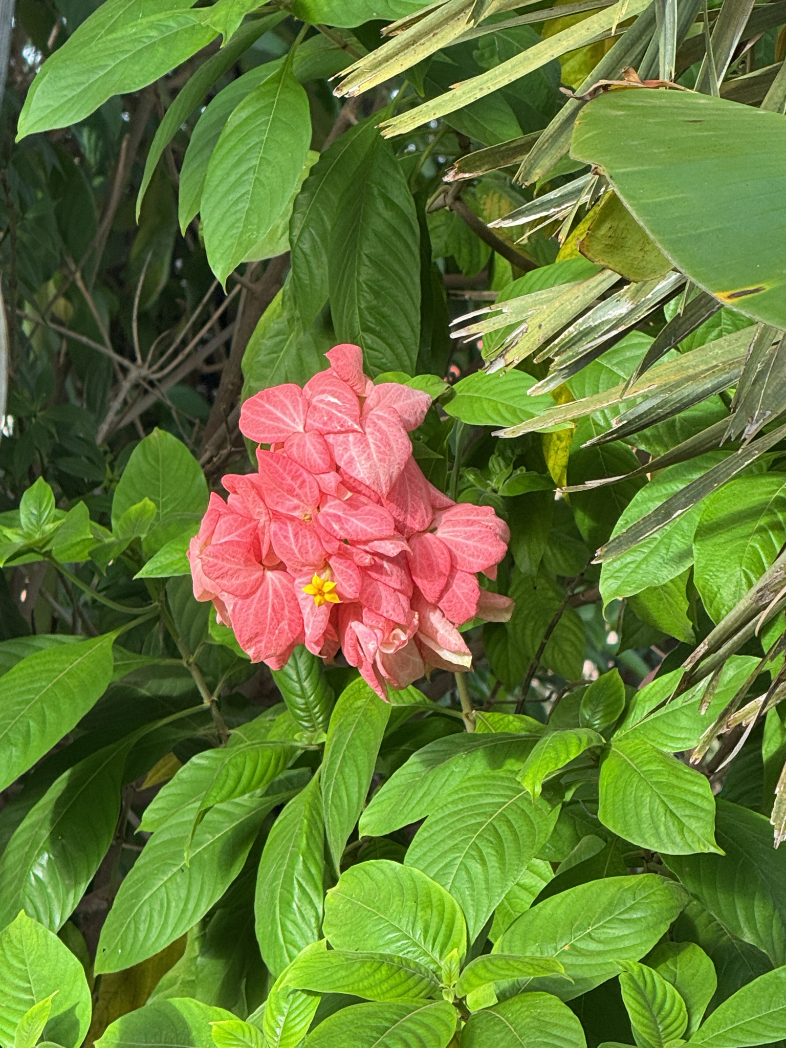 Mussaenda philippica