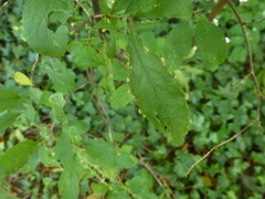 Eriophyes similis