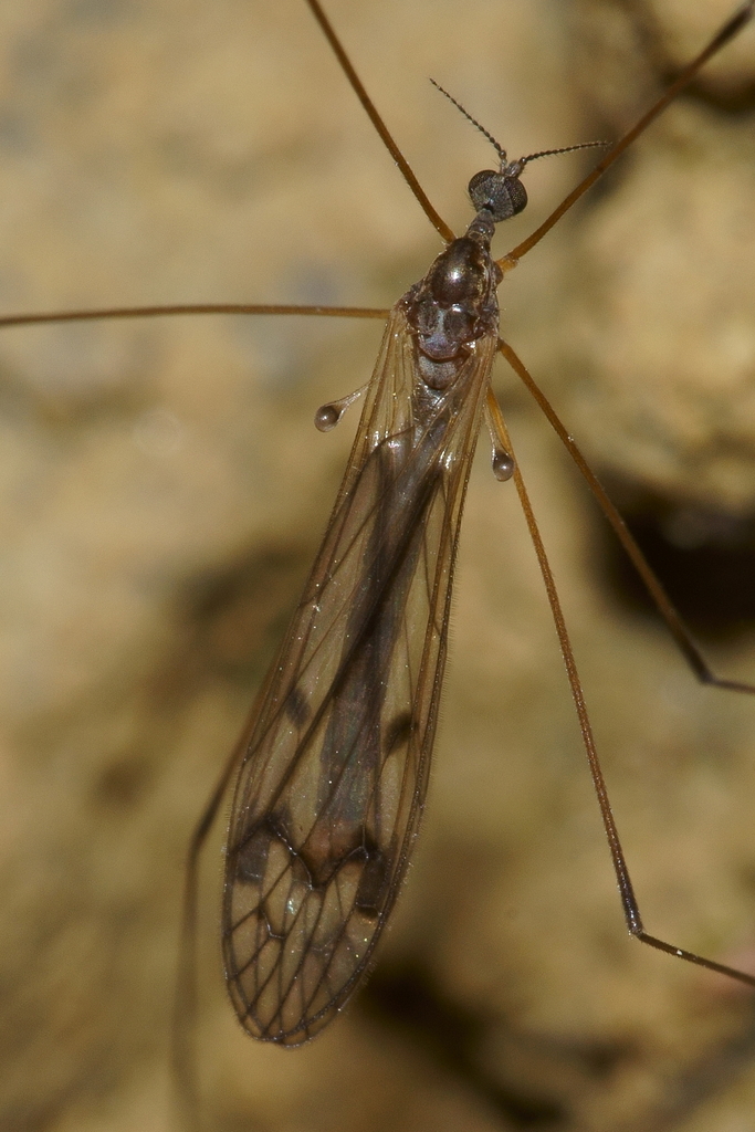 Dicranomyia