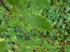 Eriophyes similis