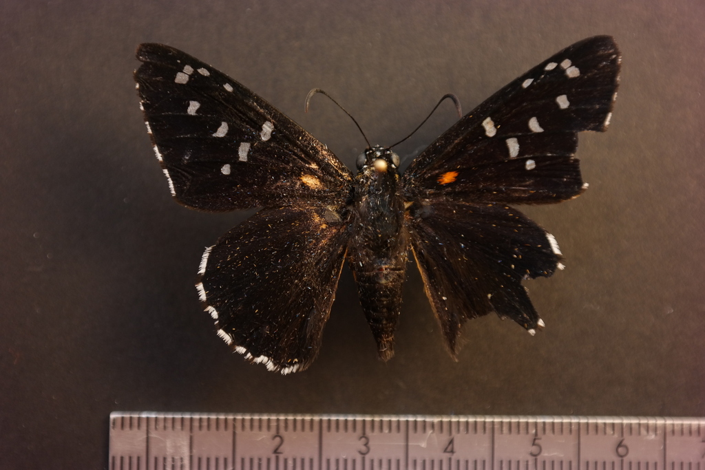 Melanopyge burnsi