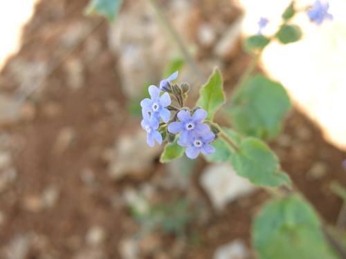 Brunnera orientalis, photograph 5