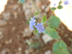 Brunnera orientalis, photograph (c) Nachman bones, some rights reserved (CC BY)