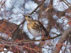 Turdus pilaris