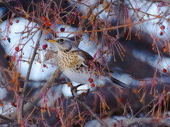 Turdus pilaris