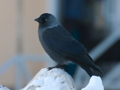 Corvus monedula