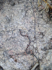 Lampropeltis gentilis