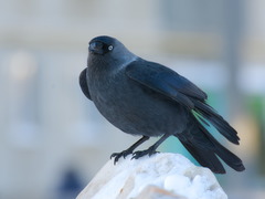 Corvus monedula