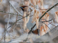 Bombycilla garrulus