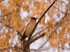 Bombycilla garrulus