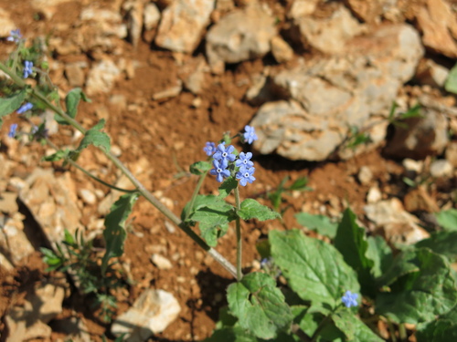 Brunnera orientalis, photograph 6