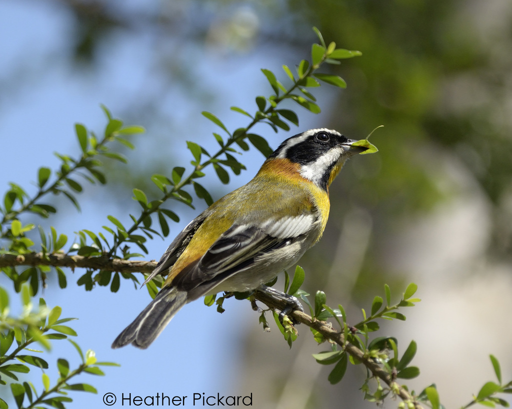 Western Spindalis