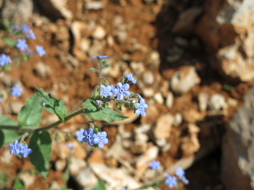 Oriental Brunnera (Brunnera orientalis)