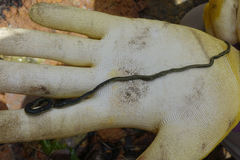 Eulalia microphylla