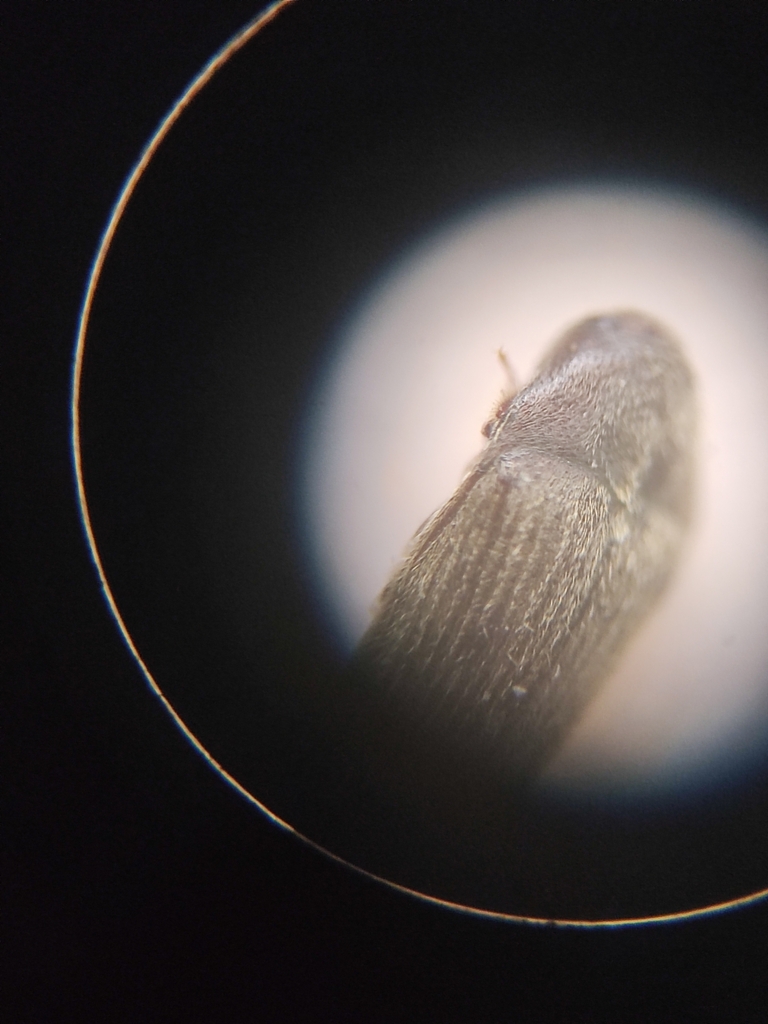 Trixagus elateroides