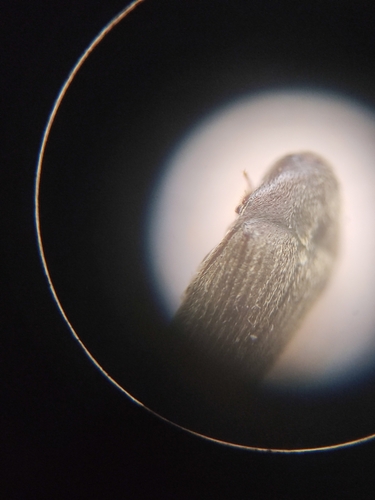 Trixagus elateroides