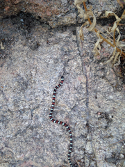 Lampropeltis gentilis
