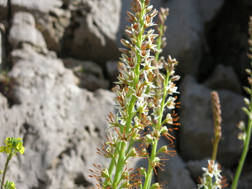 Eremurus spectabilis, photograph 6