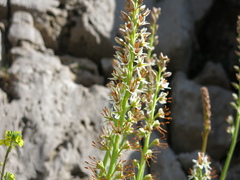Eremurus spectabilis, photograph (c) Nachman bones, some rights reserved (CC BY)