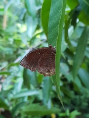 Elymnias hypermnestra