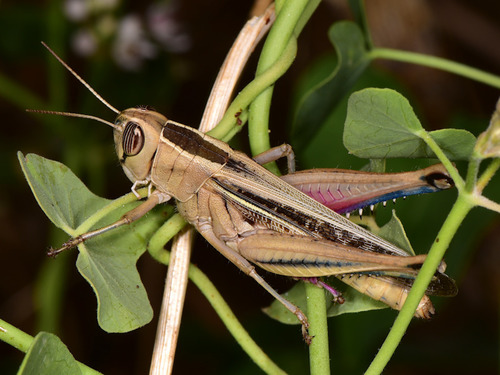 Lamenting Grasshopper