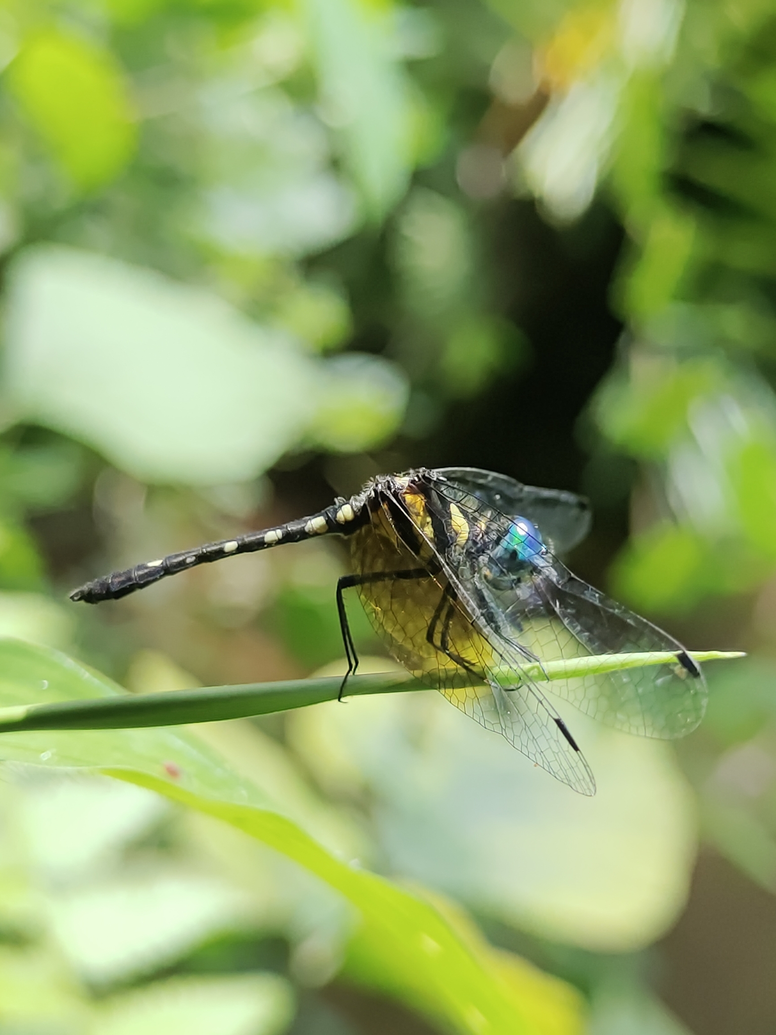Pigmy Skimmer