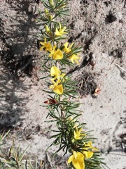 Aspalathus spinosa flavispina