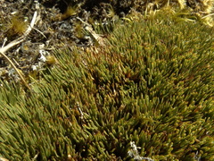 Oreobolus pectinatus