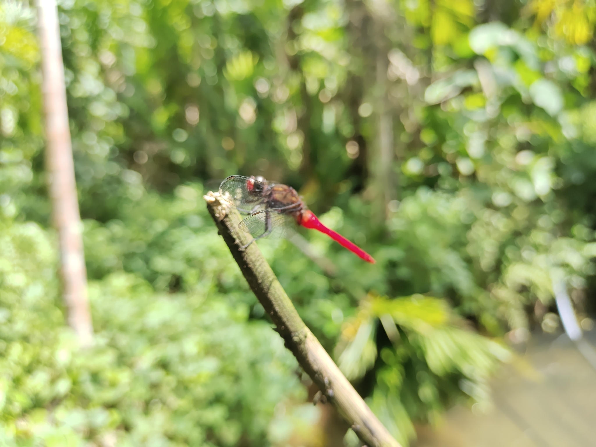 Spine-Tufted Skimmer