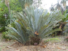 Encephalartos lehmannii
