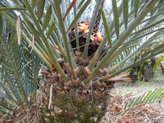 Encephalartos lehmannii