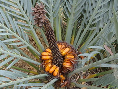 Encephalartos lehmannii