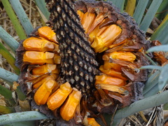 Encephalartos lehmannii