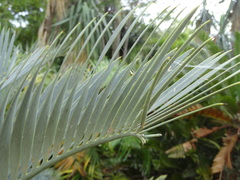 Encephalartos lehmannii