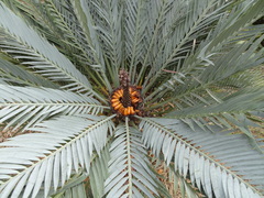 Encephalartos lehmannii