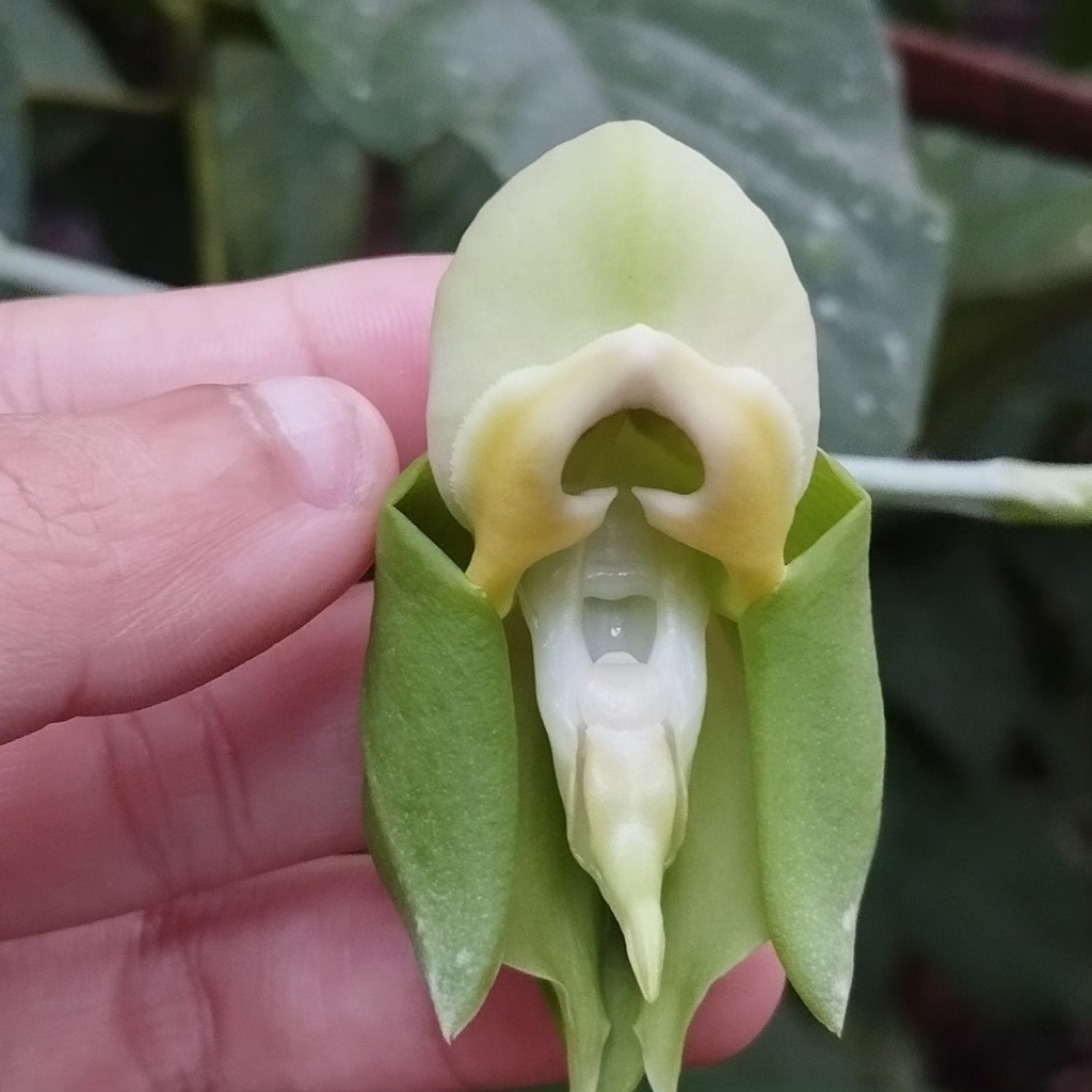 Catasetum collare