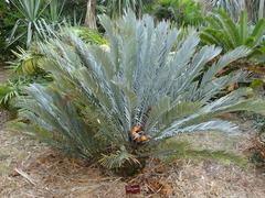 Encephalartos lehmannii