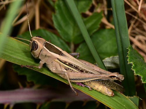 Lamenting Grasshopper