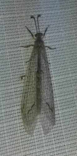 Distoleon pondoensis